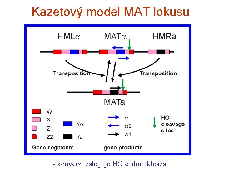 Kazetový model MAT lokusu - konverzi zahajuje HO endonukleáza 