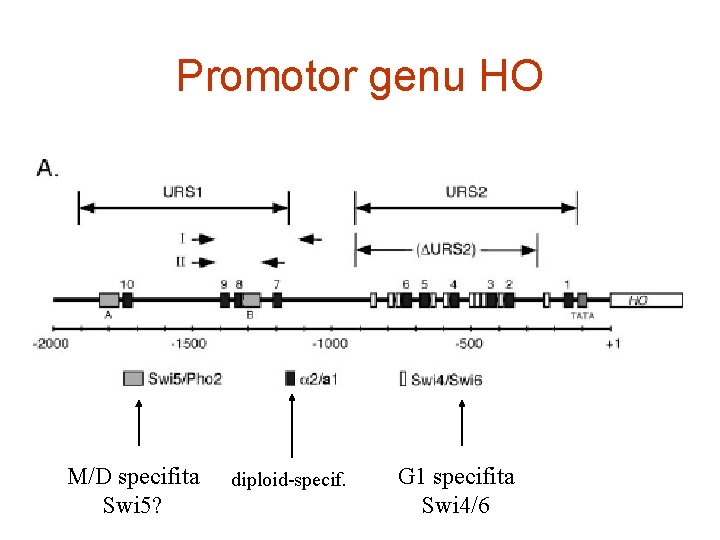 Promotor genu HO M/D specifita Swi 5? diploid-specif. G 1 specifita Swi 4/6 