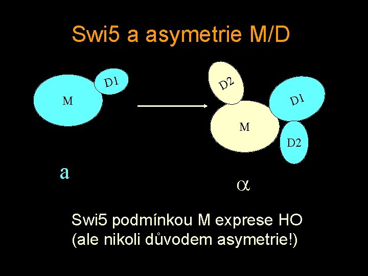 Swi 5 a asymetrie M/D D 1 D 2 D 1 M M D