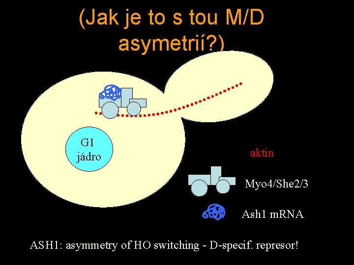 (Jak je to s tou M/D asymetrií? ) G 1 jádro aktin Myo 4/She