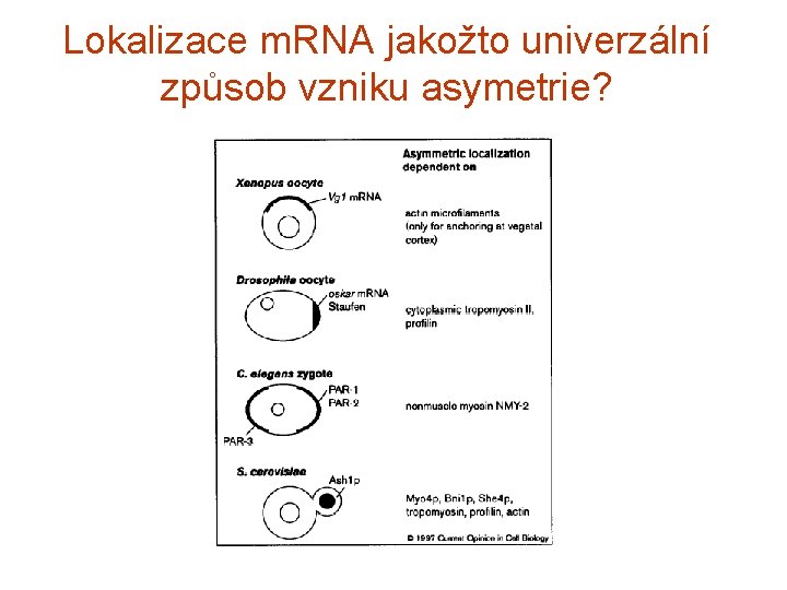 Lokalizace m. RNA jakožto univerzální způsob vzniku asymetrie? 