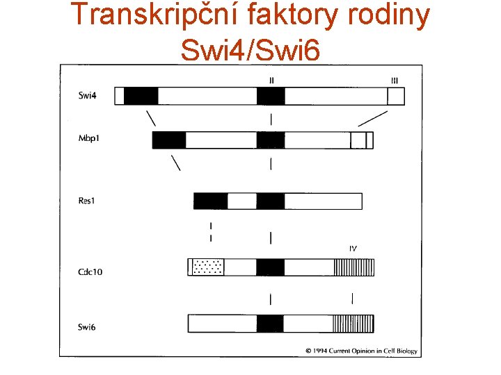 Transkripční faktory rodiny Swi 4/Swi 6 