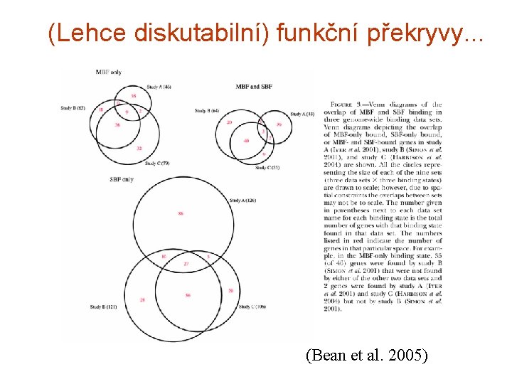 (Lehce diskutabilní) funkční překryvy. . . (Bean et al. 2005) 