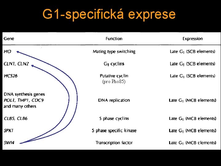G 1 -specifická exprese (pro Pho 85) 