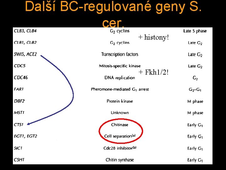 Další BC-regulované geny S. cer. + histony! + Fkh 1/2! 