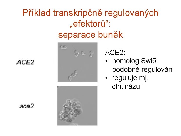 Příklad transkripčně regulovaných „efektorů“: separace buněk ACE 2: • homolog Swi 5, podobně regulován