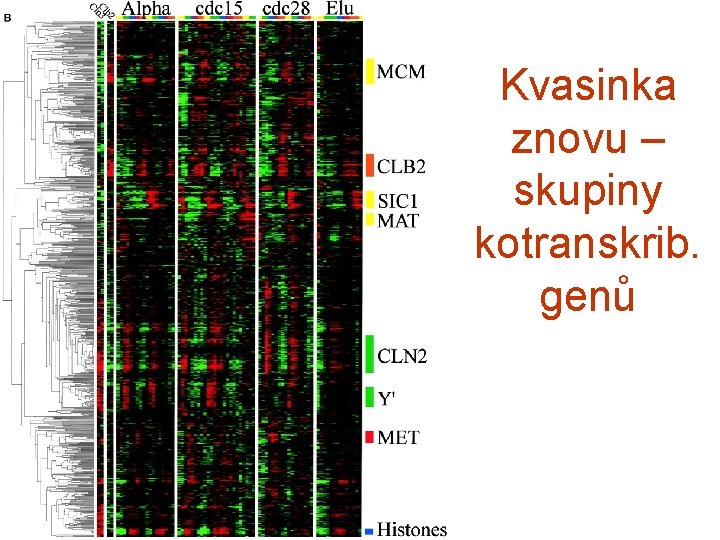 Kvasinka znovu – skupiny kotranskrib. genů 