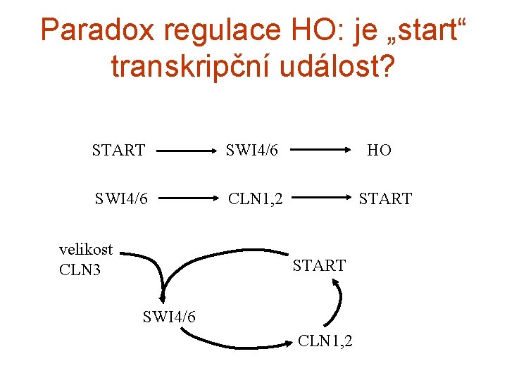 Paradox regulace HO: je „start“ transkripční událost? START SWI 4/6 CLN 1, 2 velikost