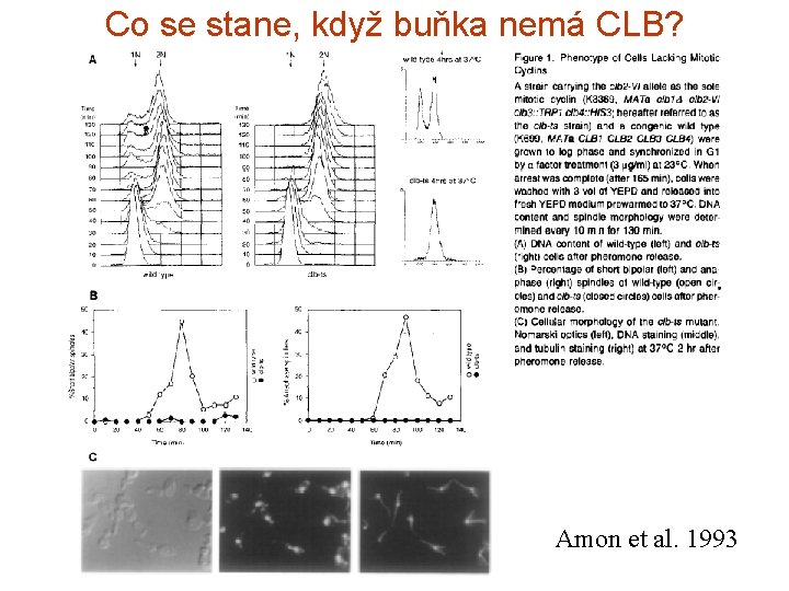 Co se stane, když buňka nemá CLB? Amon et al. 1993 