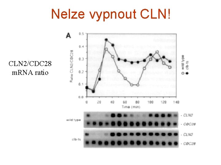 Nelze vypnout CLN! CLN 2/CDC 28 m. RNA ratio 