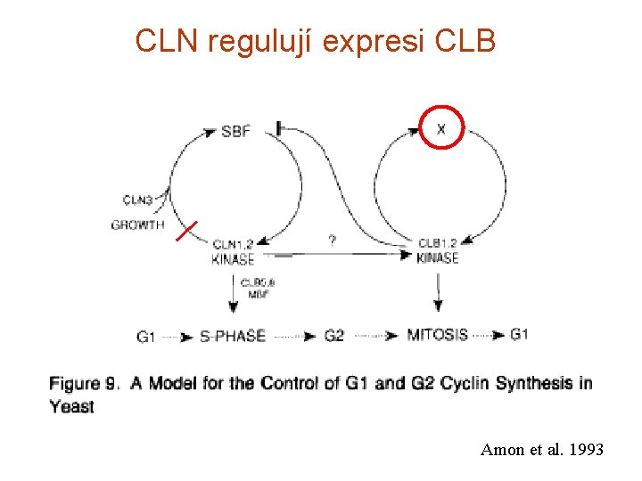 CLN regulují expresi CLB Amon et al. 1993 