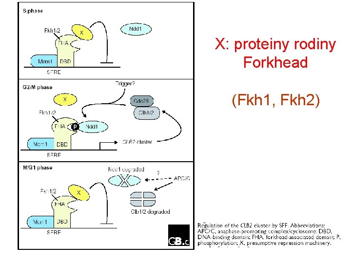 X: proteiny rodiny Forkhead (Fkh 1, Fkh 2) 