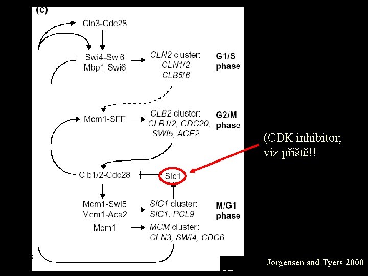 (CDK inhibitor; viz příště!! Jorgensen and Tyers 2000 
