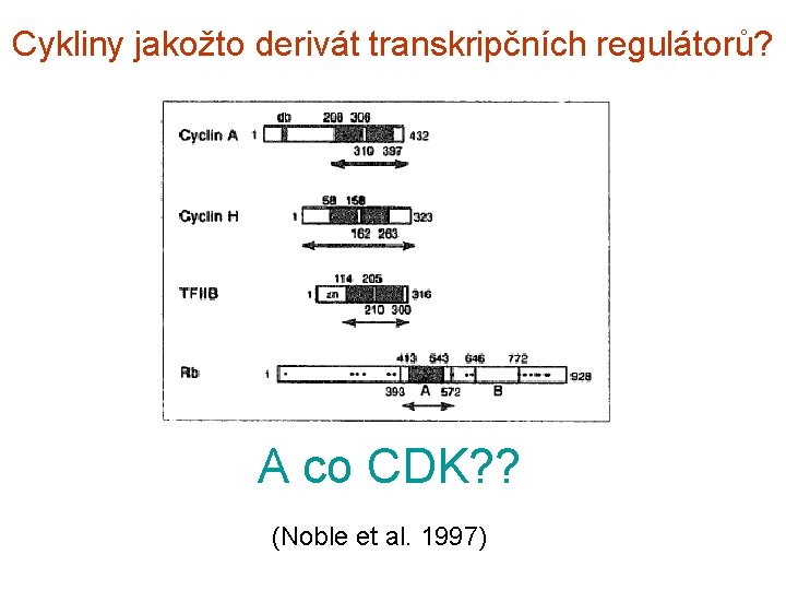 Cykliny jakožto derivát transkripčních regulátorů? A co CDK? ? (Noble et al. 1997) 