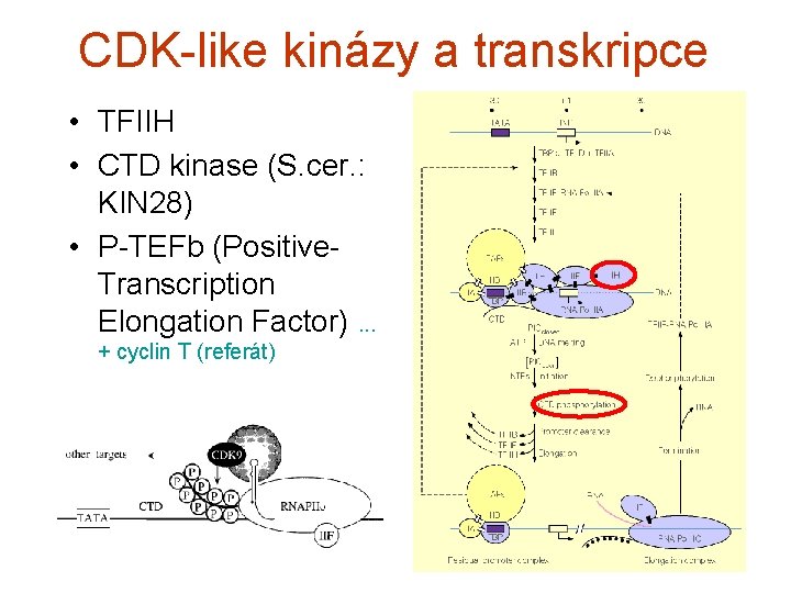 CDK-like kinázy a transkripce • TFIIH • CTD kinase (S. cer. : KIN 28)