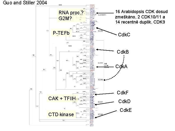 Guo and Stiller 2004 RNA proc. ? G 2 M? P-TEFb 16 Arabidopsis CDK