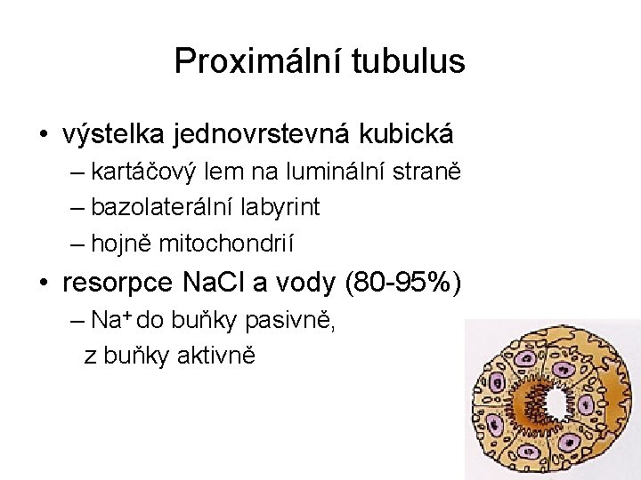 Proximální tubulus • výstelka jednovrstevná kubická – kartáčový lem na luminální straně – bazolaterální