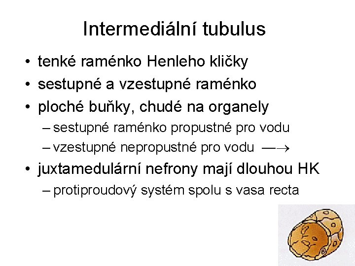 Intermediální tubulus • tenké raménko Henleho kličky • sestupné a vzestupné raménko • ploché
