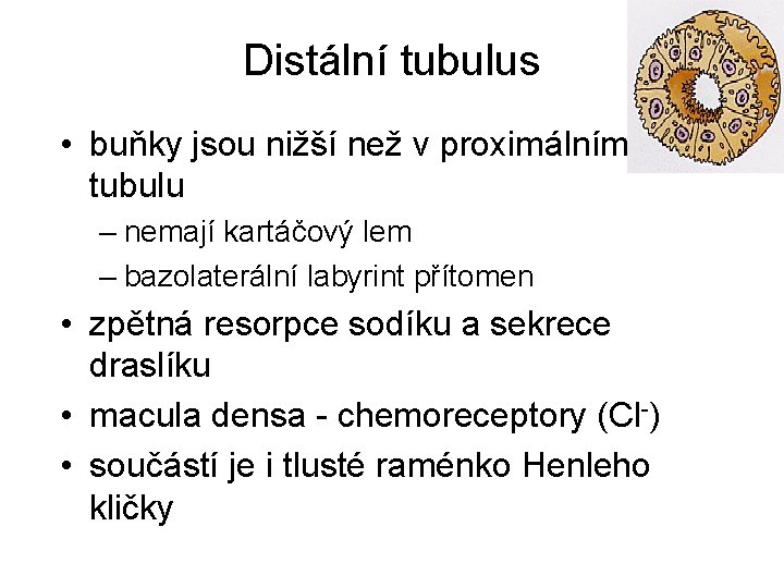 Distální tubulus • buňky jsou nižší než v proximálním tubulu – nemají kartáčový lem