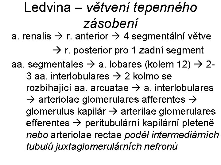 Ledvina – větvení tepenného zásobení a. renalis r. anterior 4 segmentální větve r. posterior