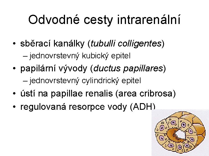Odvodné cesty intrarenální • sběrací kanálky (tubulli colligentes) – jednovrstevný kubický epitel • papilární