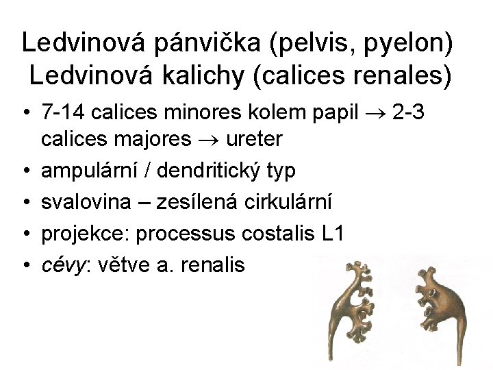 Ledvinová pánvička (pelvis, pyelon) Ledvinová kalichy (calices renales) • 7 -14 calices minores kolem