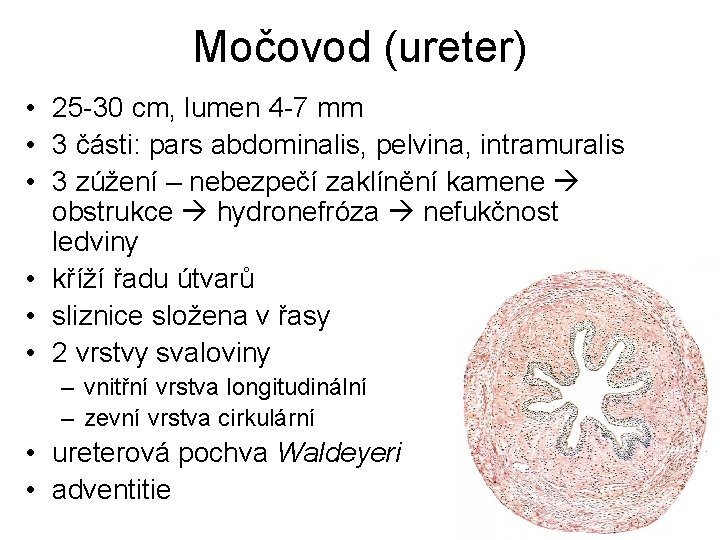 Močovod (ureter) • 25 -30 cm, lumen 4 -7 mm • 3 části: pars