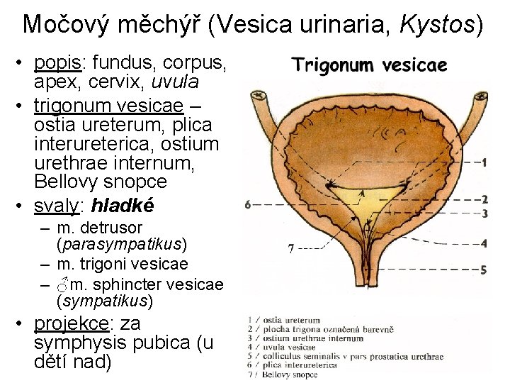 Močový měchýř (Vesica urinaria, Kystos) • popis: fundus, corpus, apex, cervix, uvula • trigonum