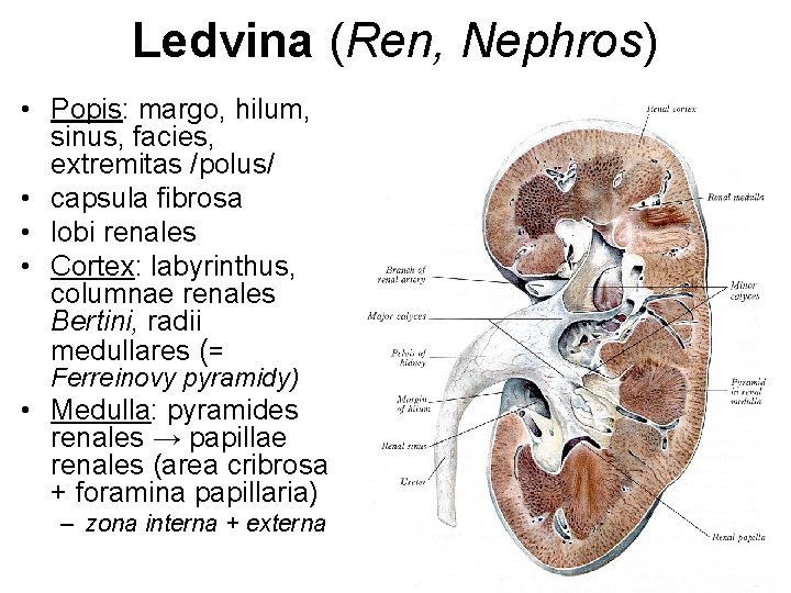 Ledvina (Ren, Nephros) • Popis: margo, hilum, sinus, facies, extremitas /polus/ • capsula fibrosa