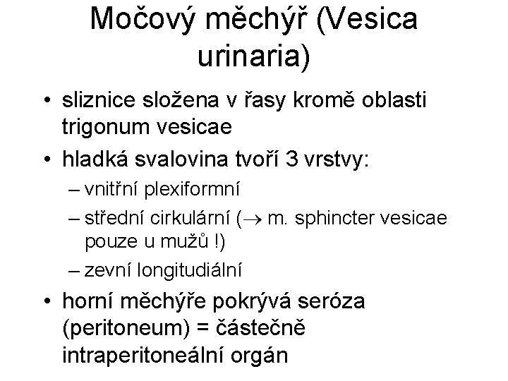 Močový měchýř (Vesica urinaria) • sliznice složena v řasy kromě oblasti trigonum vesicae •