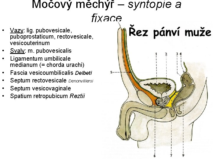 Močový měchýř – syntopie a fixace • Vazy: lig. pubovesicale, puboprostaticum, rectovesicale, vesicouterinum •