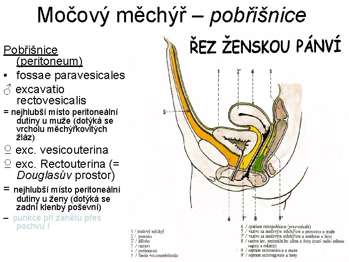 Močový měchýř – pobřišnice Pobřišnice (peritoneum) • fossae paravesicales ♂ excavatio rectovesicalis = nejhlubší
