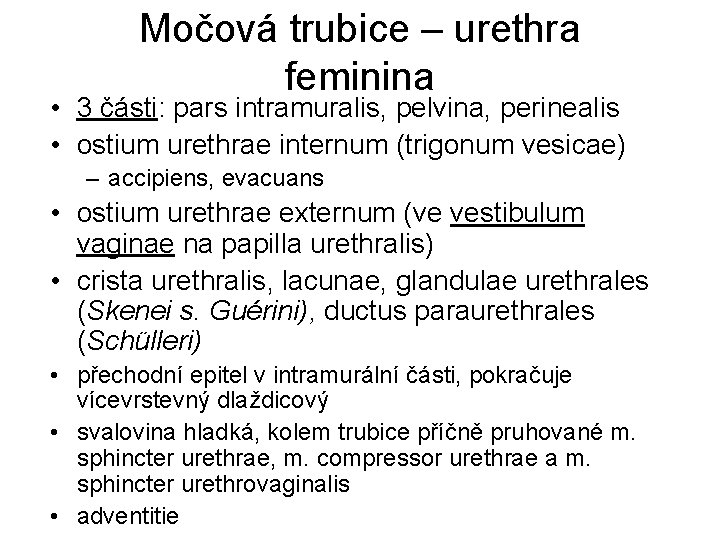 Močová trubice – urethra feminina • 3 části: pars intramuralis, pelvina, perinealis • ostium