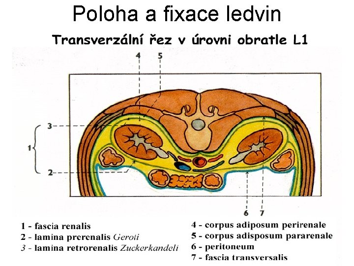 Poloha a fixace ledvin 
