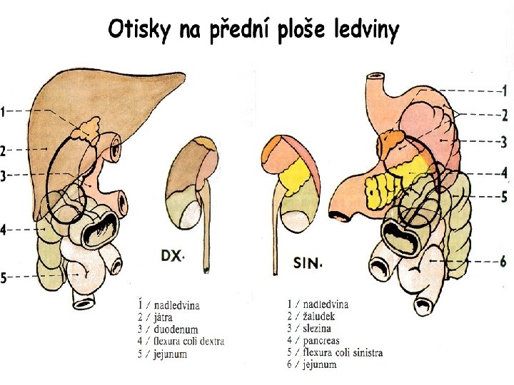 Otisky orgánů 