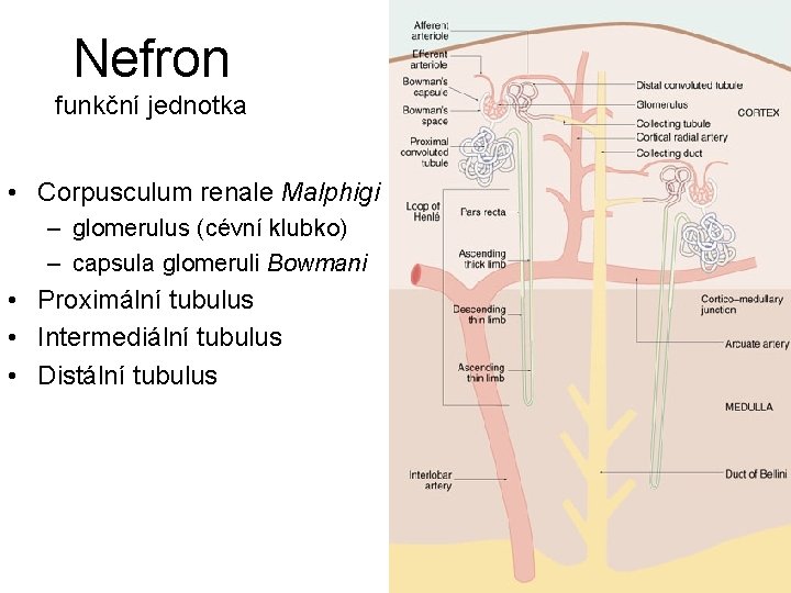 Nefron funkční jednotka • Corpusculum renale Malphigi – glomerulus (cévní klubko) – capsula glomeruli