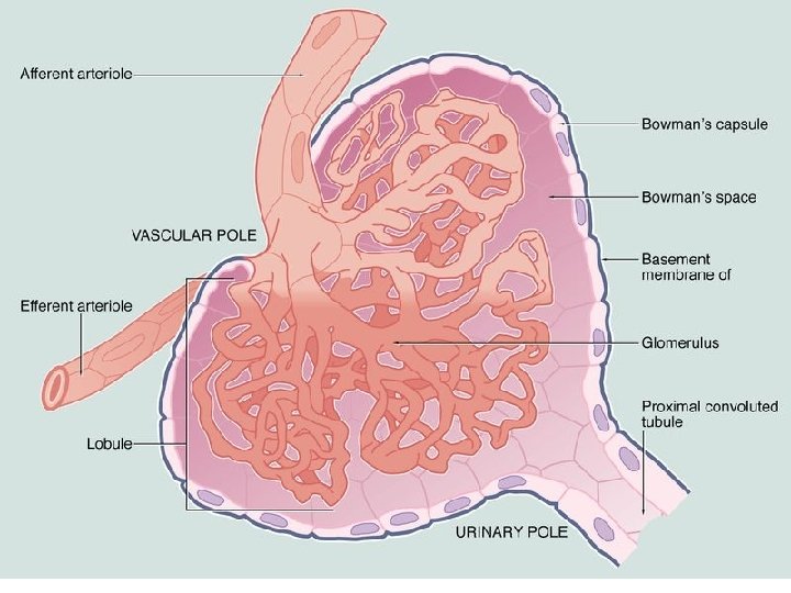 Corpusculum renale (ledvinné tělísko Malpighi) • Glomerulus – vas afferens vas efferens (= arterioly)