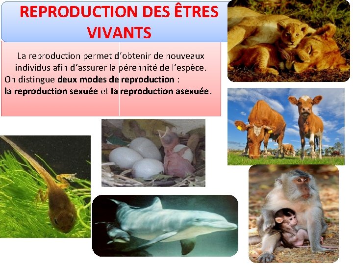 REPRODUCTION DES ÊTRES VIVANTS La reproduction permet d’obtenir de nouveaux individus afin d’assurer la