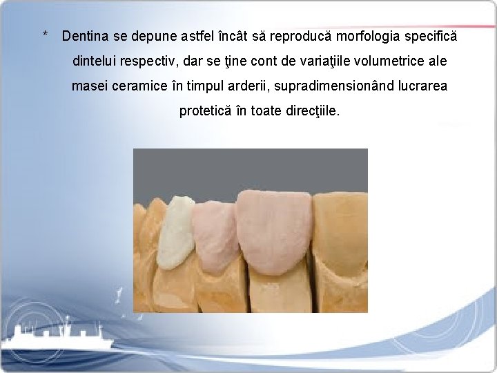 * Dentina se depune astfel încât să reproducă morfologia specifică dintelui respectiv, dar se