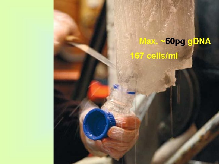 Max. ~50 pg g. DNA 167 cells/ml 