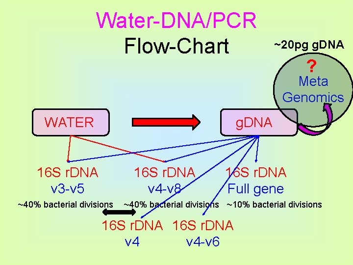 Water-DNA/PCR Flow-Chart ~20 pg g. DNA ? Meta Genomics WATER g. DNA 16 S