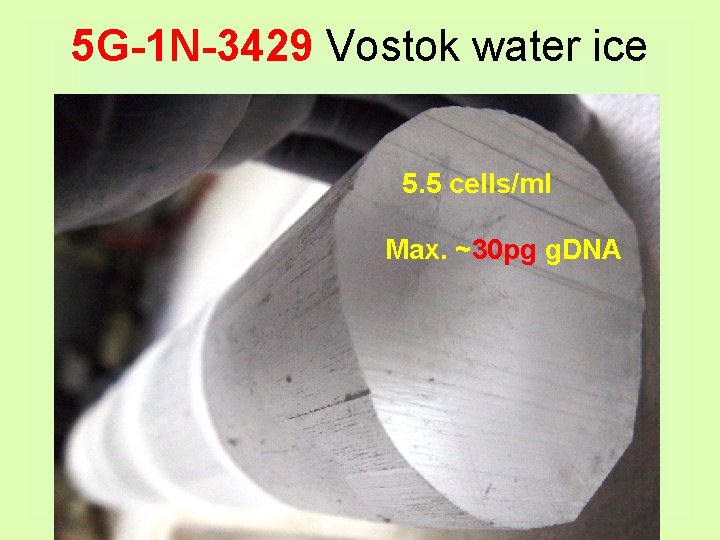 5 G-1 N-3429 Vostok water ice 5. 5 cells/ml Max. ~30 pg g. DNA