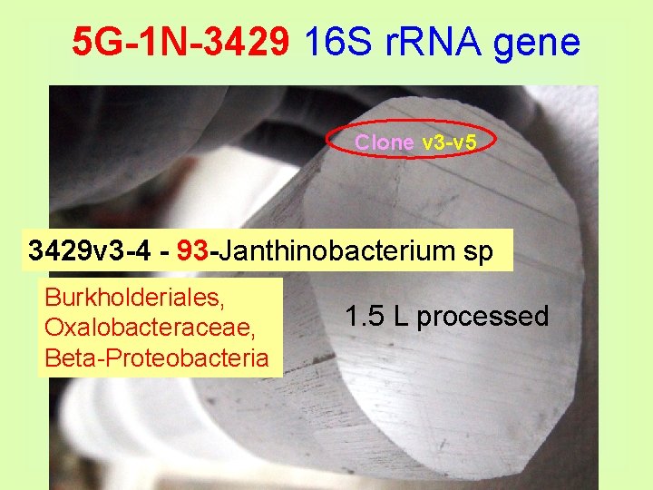 5 G-1 N-3429 16 S r. RNA gene Clone v 3 -v 5 3429