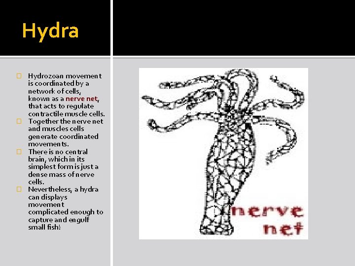 Hydra Hydrozoan movement is coordinated by a network of cells, known as a nerve