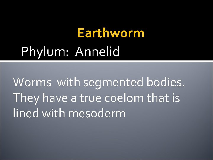 Earthworm Phylum: Annelid Worms with segmented bodies. They have a true coelom that is
