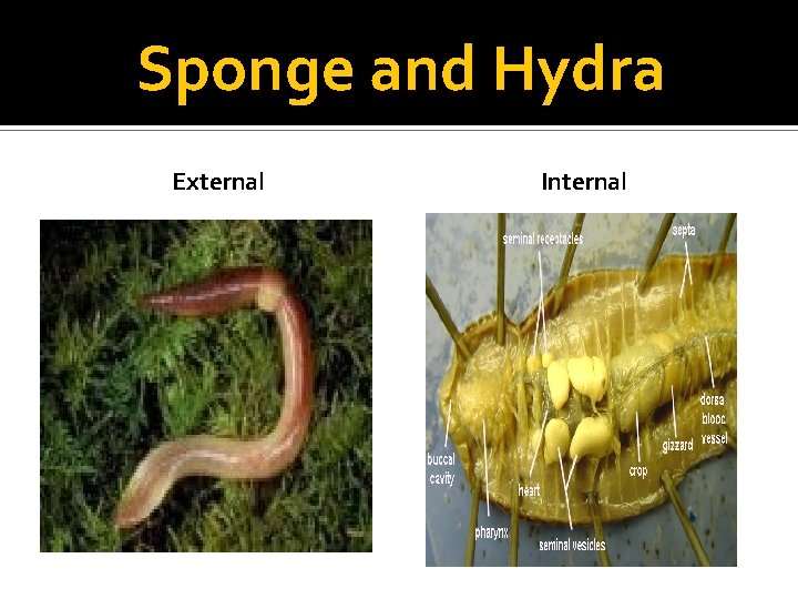 Sponge and Hydra External Internal 