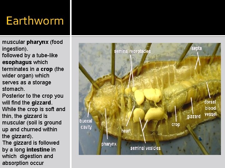 Earthworm muscular pharynx (food ingestion). followed by a tube-like esophagus which terminates in a