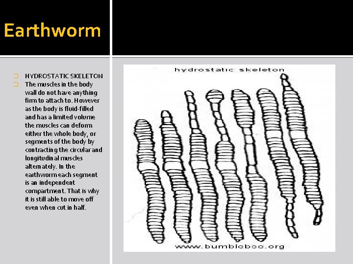 Earthworm � � HYDROSTATIC SKELETON The muscles in the body wall do not have