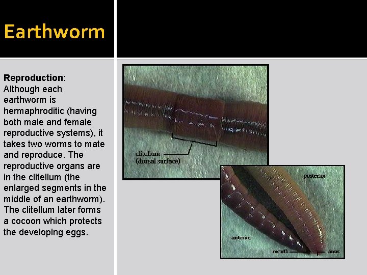 Earthworm Reproduction: Although each earthworm is hermaphroditic (having both male and female reproductive systems),