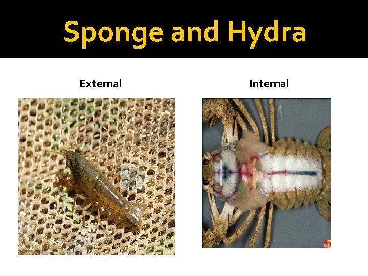 Sponge and Hydra External Internal 